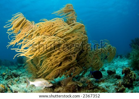 Caribbean soft coral with fish. Bonaire