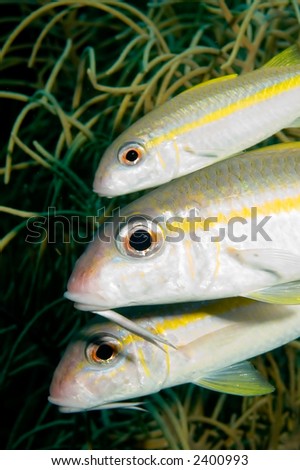 Caribbean goat-fish family in front of soft coral. Bonaire