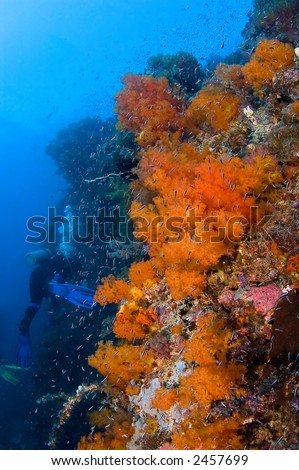 Woman diver above big gorgonia and soft coral. Indonesia Sulawesi Lembehstreet