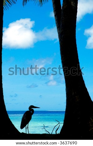Tropical beach with bird
