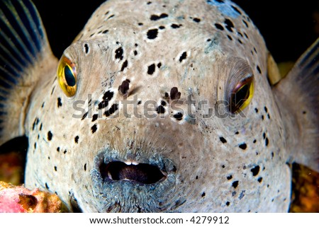 ugly reef fish