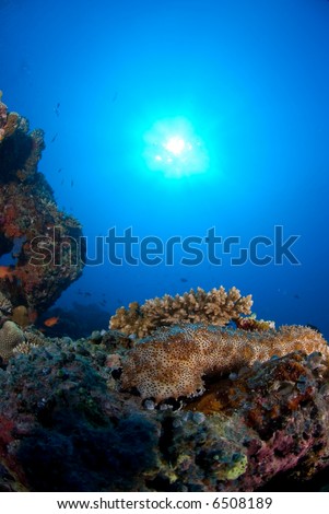 Sea cucumber on the reef