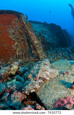 Crocodile fish on a ship wreck