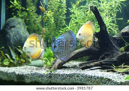 aquarium fishes images. Discus Aquarium Fish