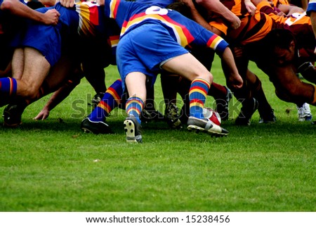 Rugby Scrum.  Two opposing rugby teams pack down a scrum as the ball is put in.