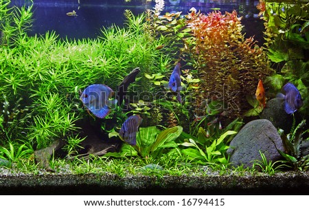 A beautiful tropical planted freshwater aquarium with Discus Fish.