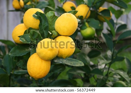 A bunch of Bright Yellow Meyer Lemons on the tree