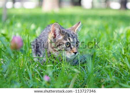 Domestic cat hunting on the grass close up
