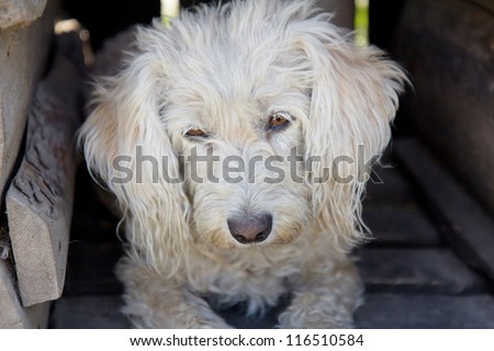 Homeless white dog in house. Shelter for stray dogs