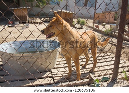 Dog in cage at the animal shelter