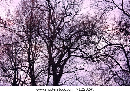Leafless winter trees against purple cloudy sky background