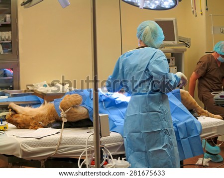 TAMPA, FLORIDA - MAY 3: the vets at Busch Gardens Tampa suturing the stomach of a lioness on May 3, 2015 in Tampa, Florida.