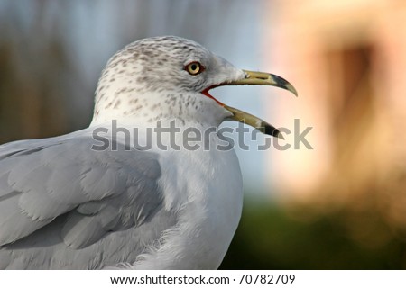 A Seagull looking into the distance with beak open