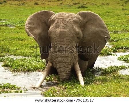 African elephant bathing in swamp