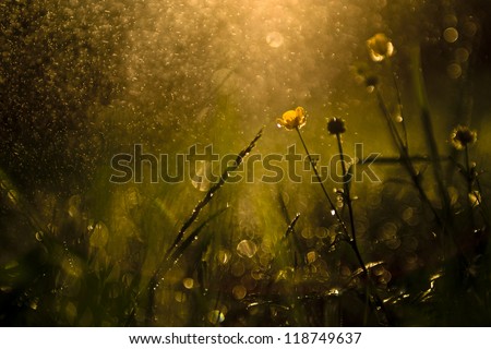 Macro view of wildflower in rain and sunset.