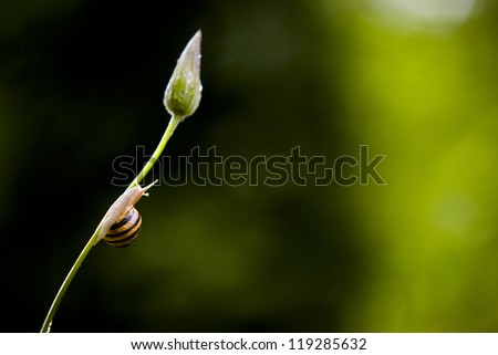Little snail goes higher to higher in the nature. Check my portfolio for more amazing nature photos.