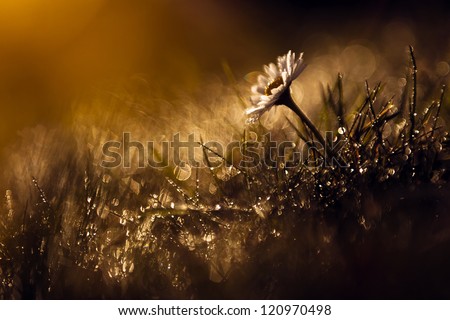 Beautiful wild flower in the forest after rain and sunset. View my gallery for more beautiful nature photos.