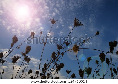 Lots of wild flowers and blue sky with sun flare