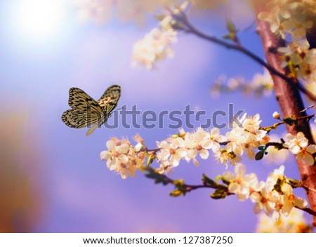Apple tree flowers in spring with yellow butterfly