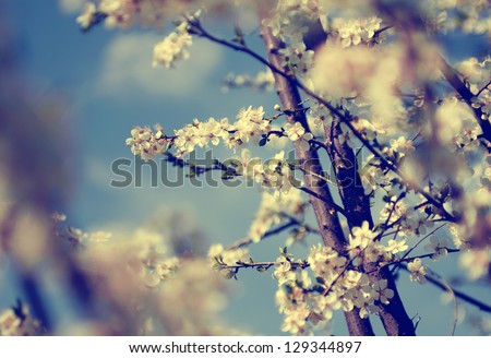 Vintage photo of white cherry tree flowers in spring