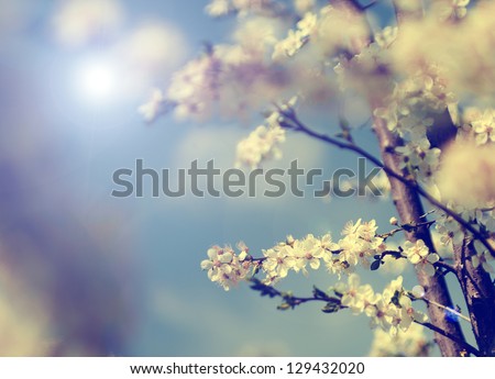 Vintage photo of cherry tree flowers with blue sky