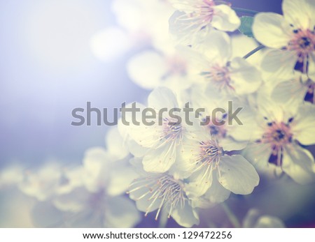 Vintage photo of white cherry tree flower in spring