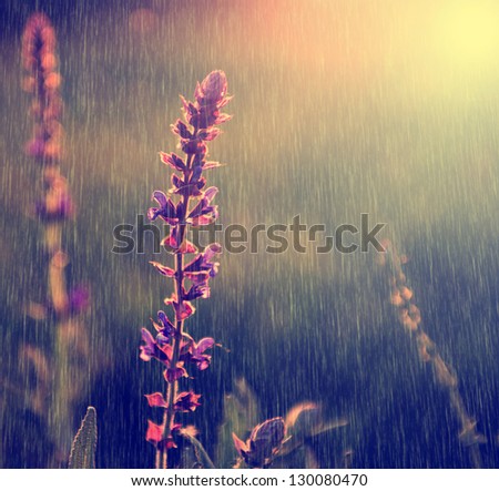 Vintage photo of purple wild flower in rain