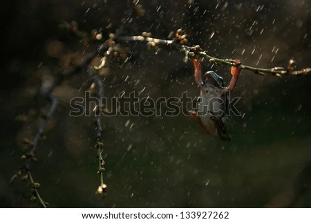Tree frog in rain