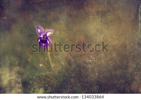 Vintage viola flower. Antique style photo of purple viola flower with grunge old paper texture.