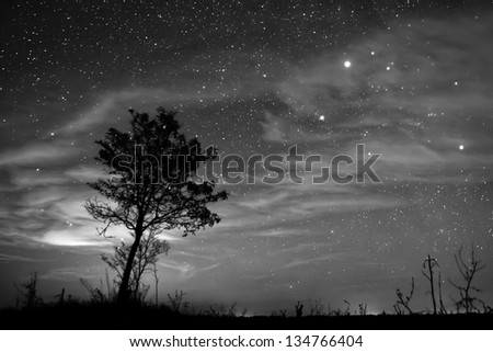 Night landscape with lonely tree under the clear sky.