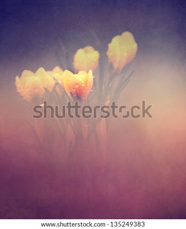 Vintage flower. Photo of beautiful crocus flower with grunge old paper texture.