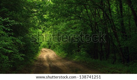 Green forest and road