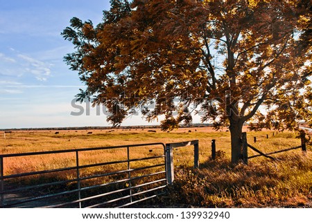 Farm fence and tree