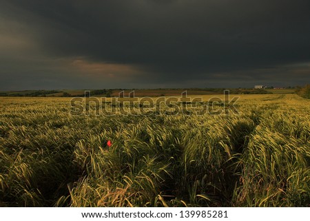 Before storm at the corn field. Landscape photo of a corn field before storm.