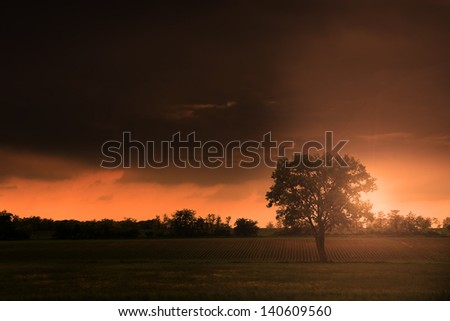 Lonely huge tree in sunset with ray of sunshine