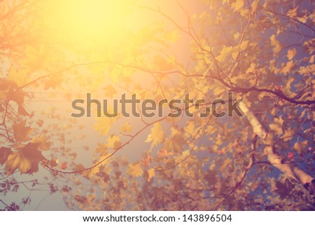 Vintage autumn leaves