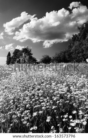 Black and white photo of wild flower field