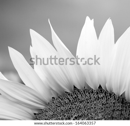 Black and white photo of sunflower part