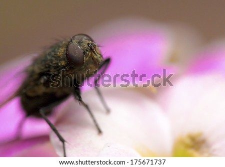 Super macro photo of fly on flower