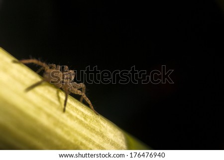 Super macro of spider on grass