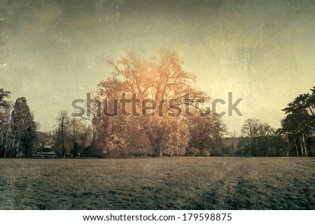 Grunge effected old lonely oak tree