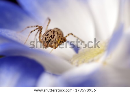 Spider on flower super macro photo