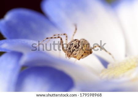 Spider on flower super macro photo