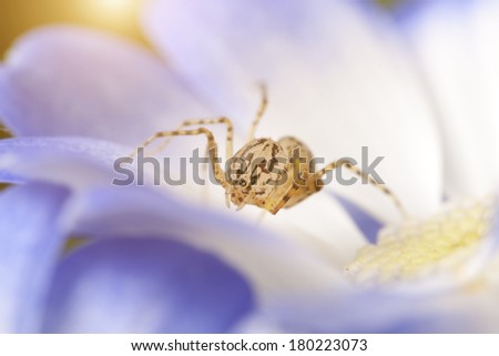 Super macro of spider on flower.