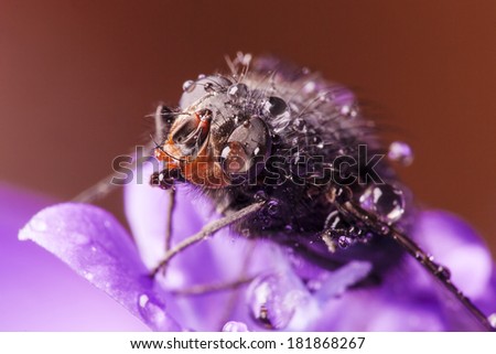Super macro photo of fly
