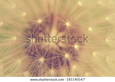 Vintage super macro photo of dandelion Vintage super macro photo of dandelion