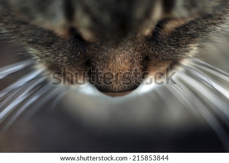 Closeup of cat nose