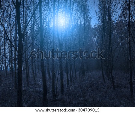 Forest at night with moonlight