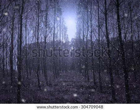 Snowfall in the forest at night
