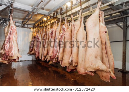 Pig carcasses in a slaughterhouse or abattoir hanging from metal hooks on a rail in a cold room